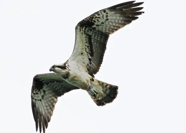 Flying osprey