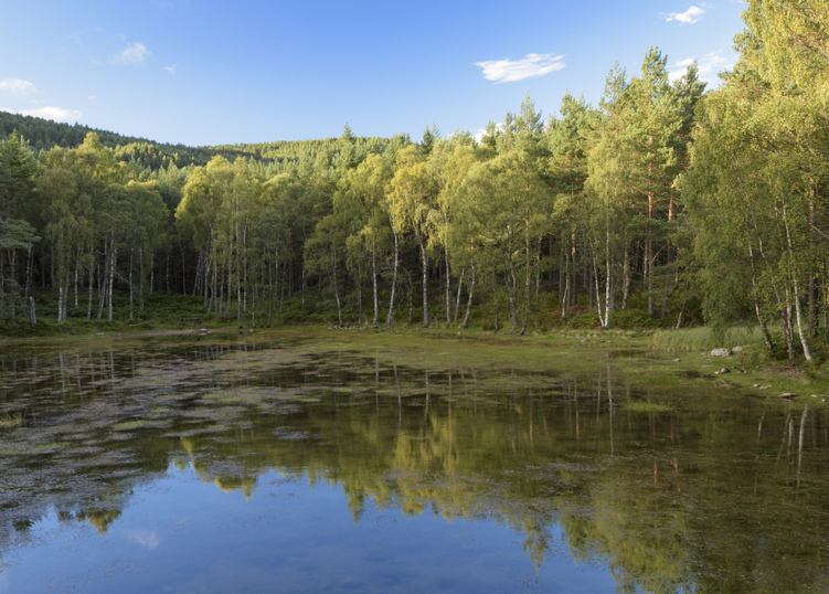 Pond reflecting surrounding trees, Cambus o' May, Aberdeenshire