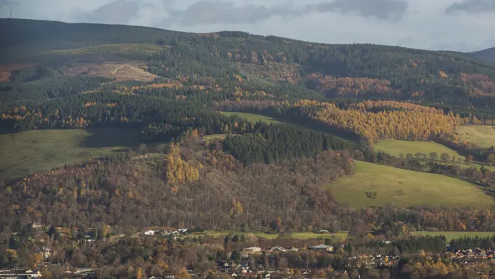 View of a forested hillside.