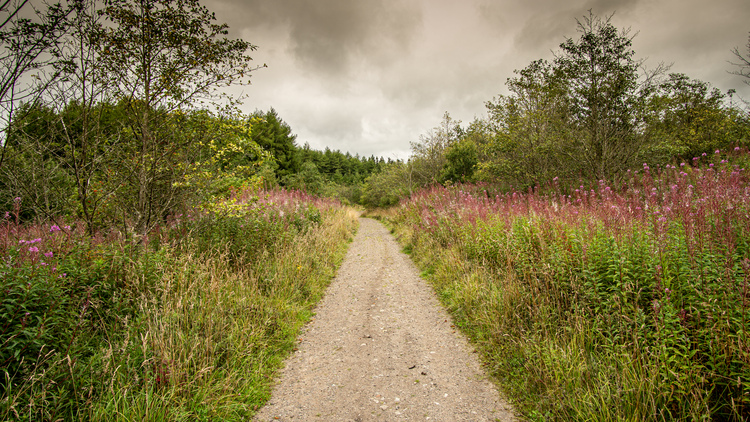 A gravel forest road through a mixed forest