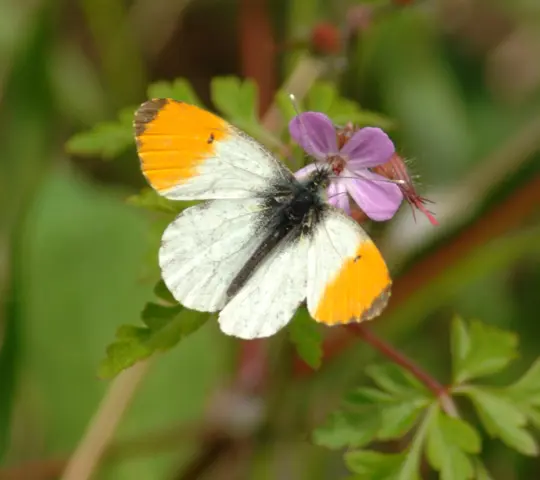 Orange Tip (Anthocharis cardamines) butterfly 