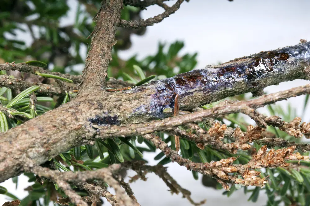 A tree infected with a disease causing bark to fall off