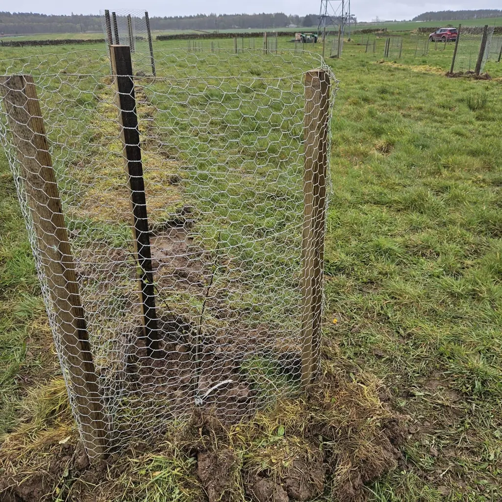 A wild apple tree in deer fencing.