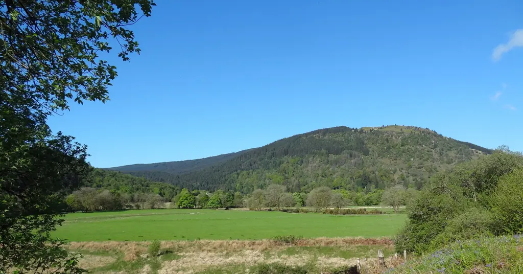 Green field with forested hillside in the background.