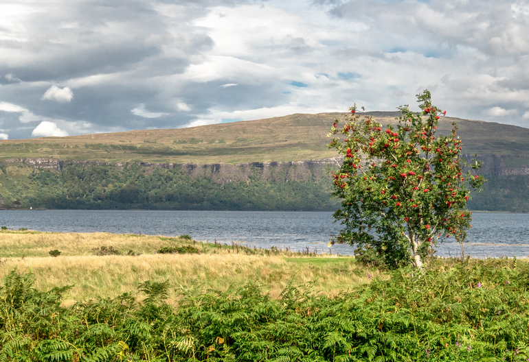 A rowan tree in a meadow with an island behind