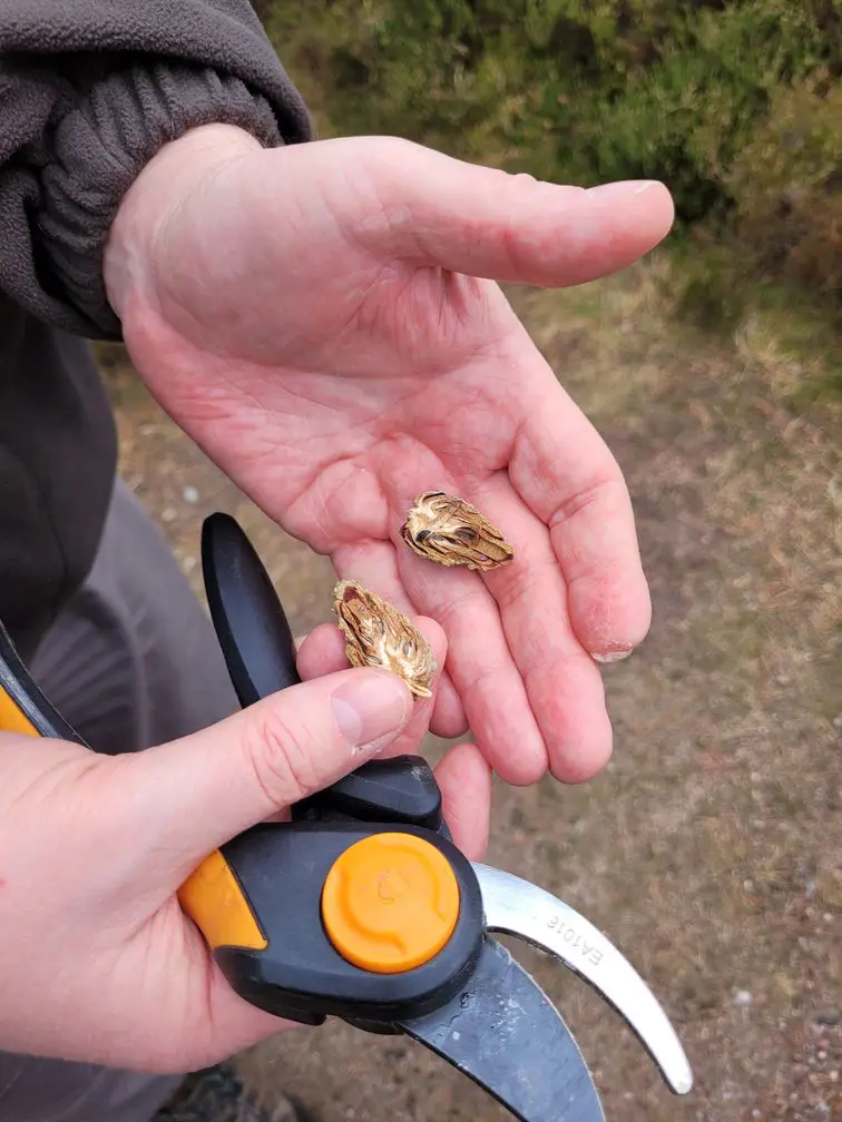 A split pine cone in a mans hands, also holiding secateurs.