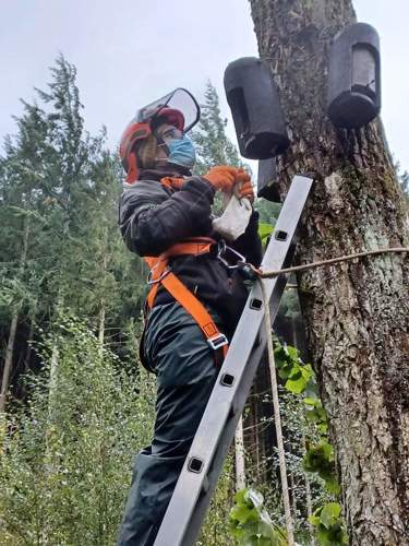 A trained staff member checking a bat box sitting in a tree