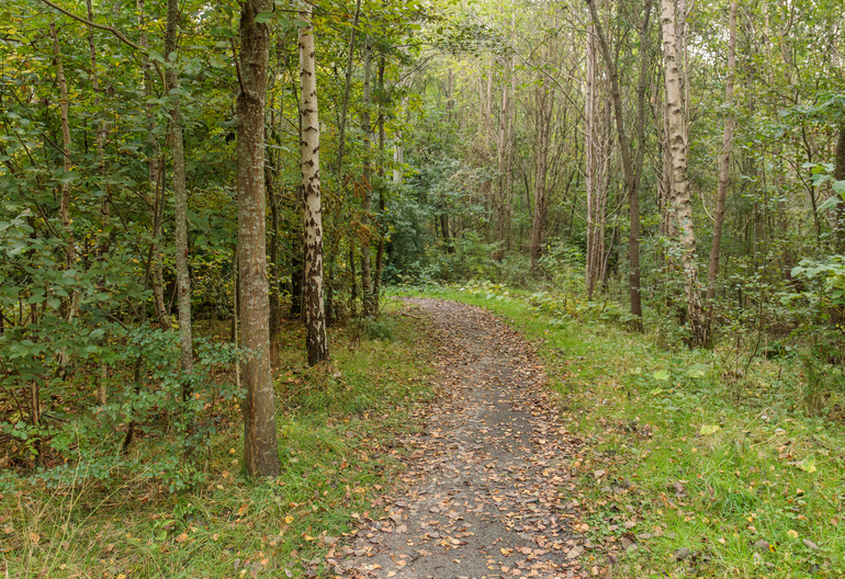 Path through woodland.