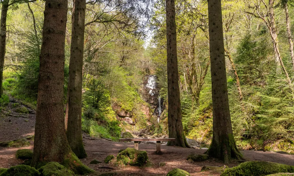 A waterfall through trees and a wooden bench.