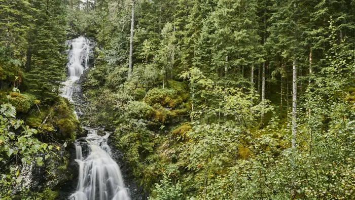 A waterfall in a forest