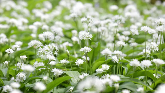 White flowers in a forest.