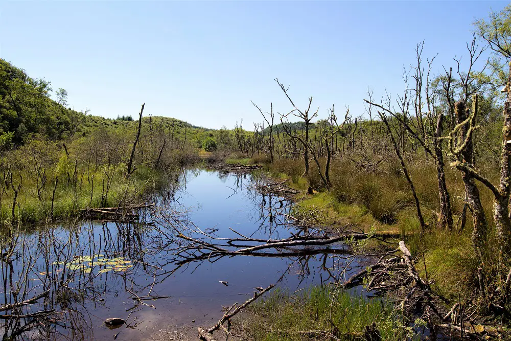 Wetlands at Knapdale