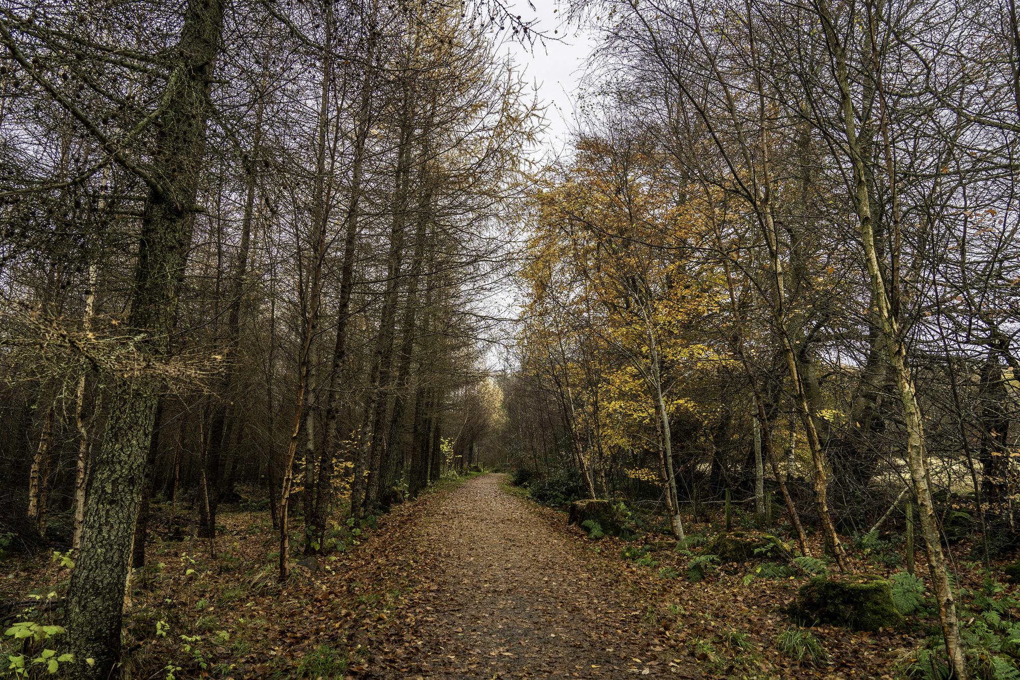 A leaf lie path in a forest in autumn