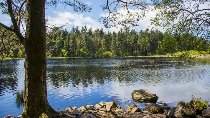 Loch surround by trees with tree trunk in the foreground.