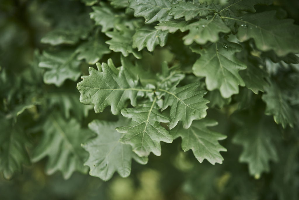 Oak leaves.