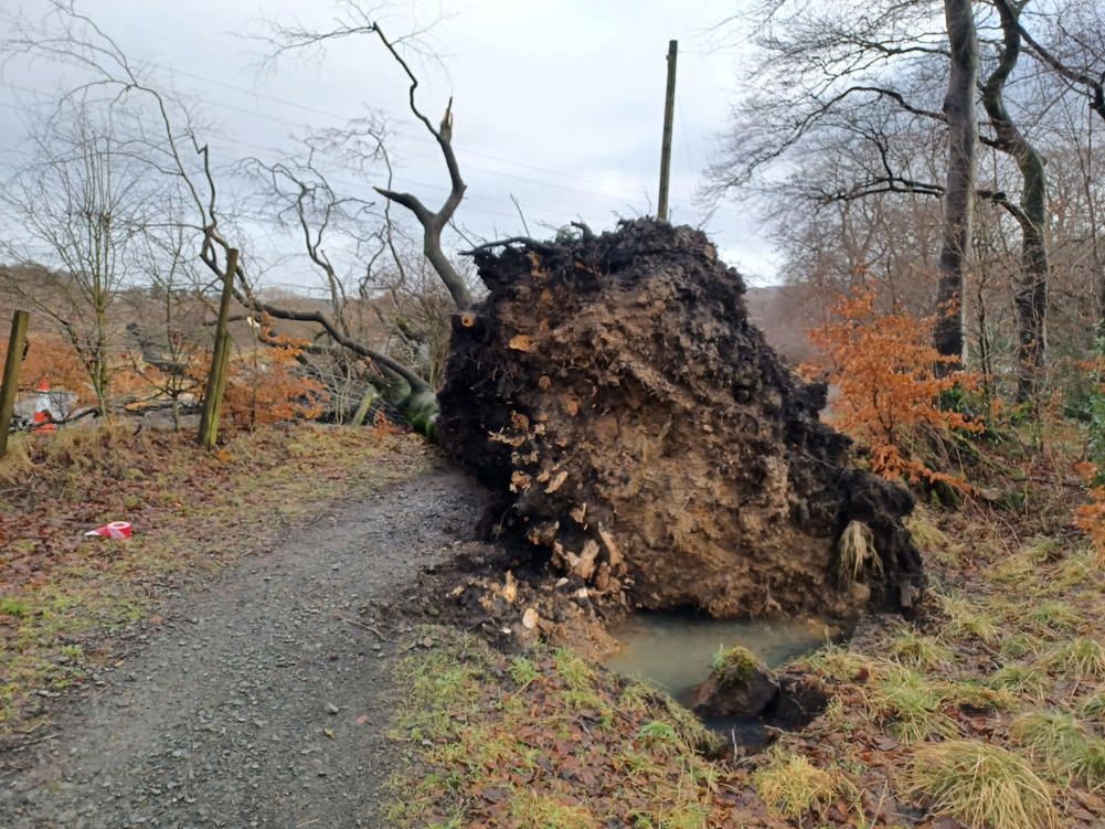 A large root of a windblown tree lying on a path