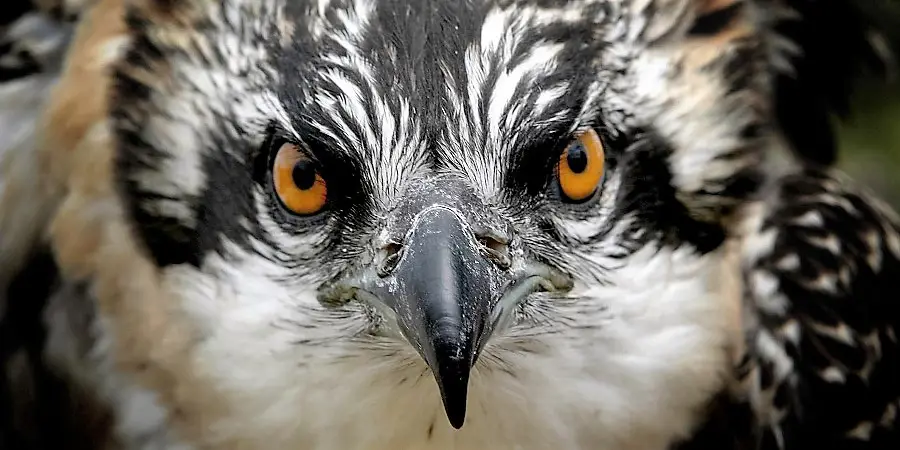 A close up of an alert osprey chick.