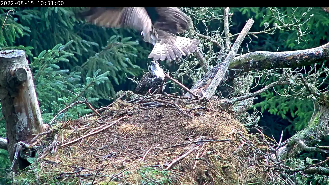 Ospreys in a nest