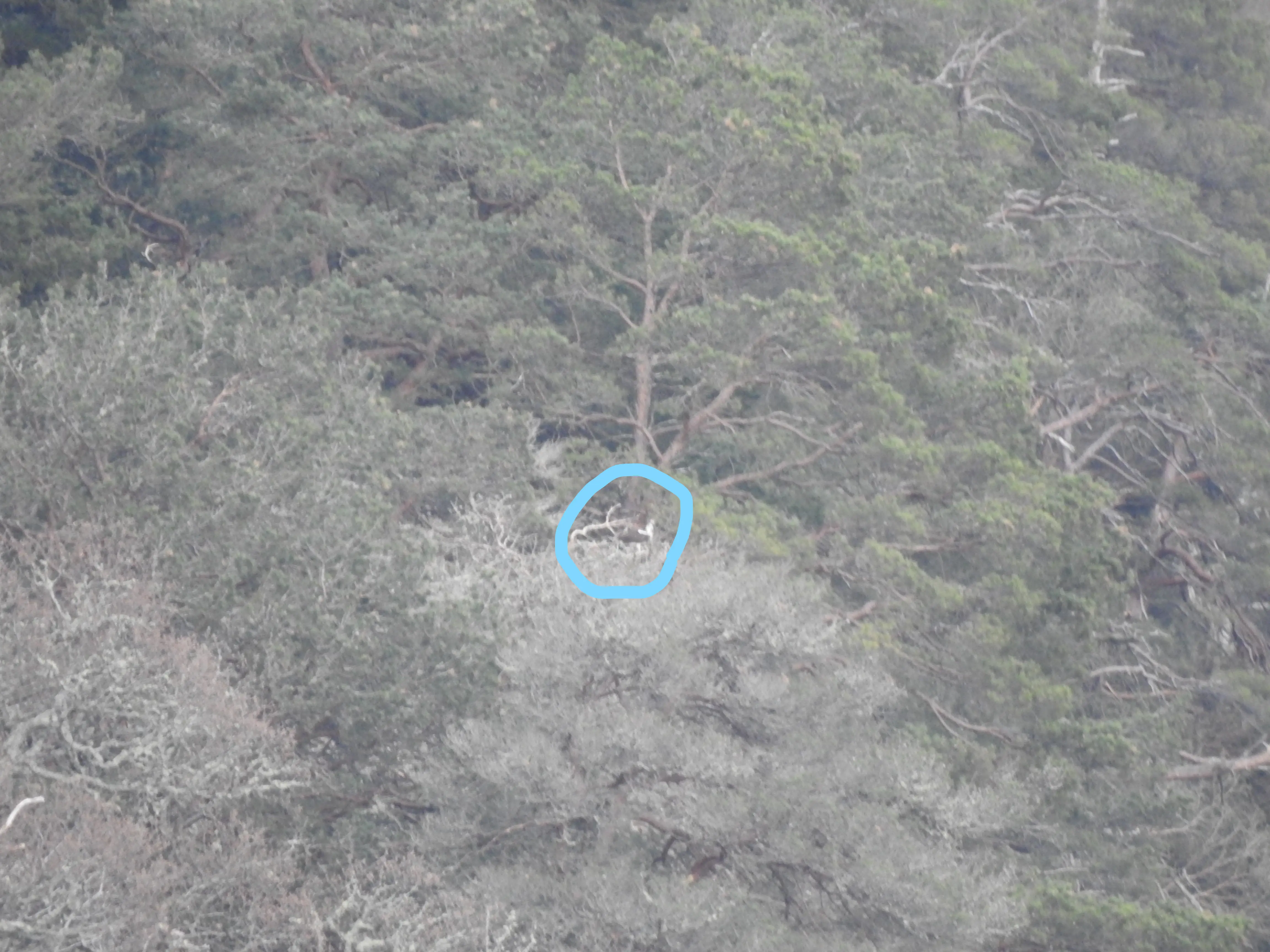 Distant view of osprey in nest