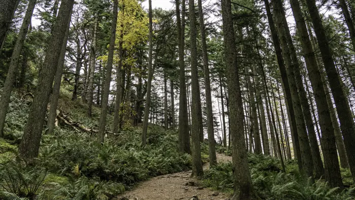 Path through some tall trees.