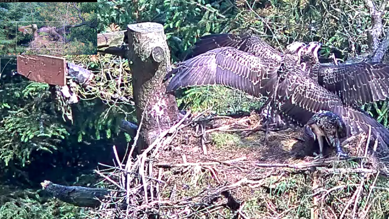 Ospreys fighting