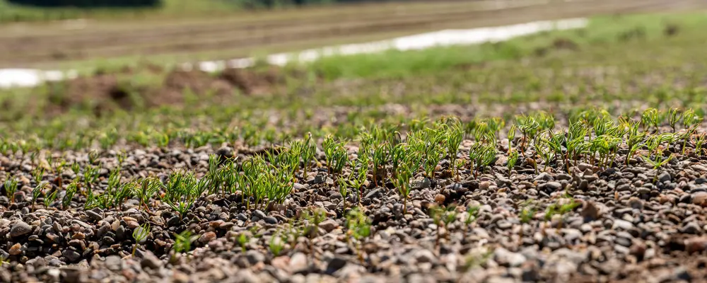 Tree seedlings growing in the ground