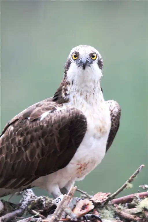 An osprey