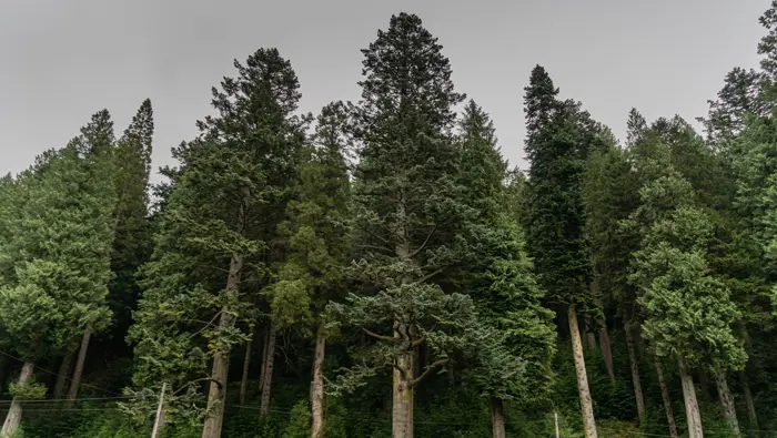 Giant pine woods stretching over a power line