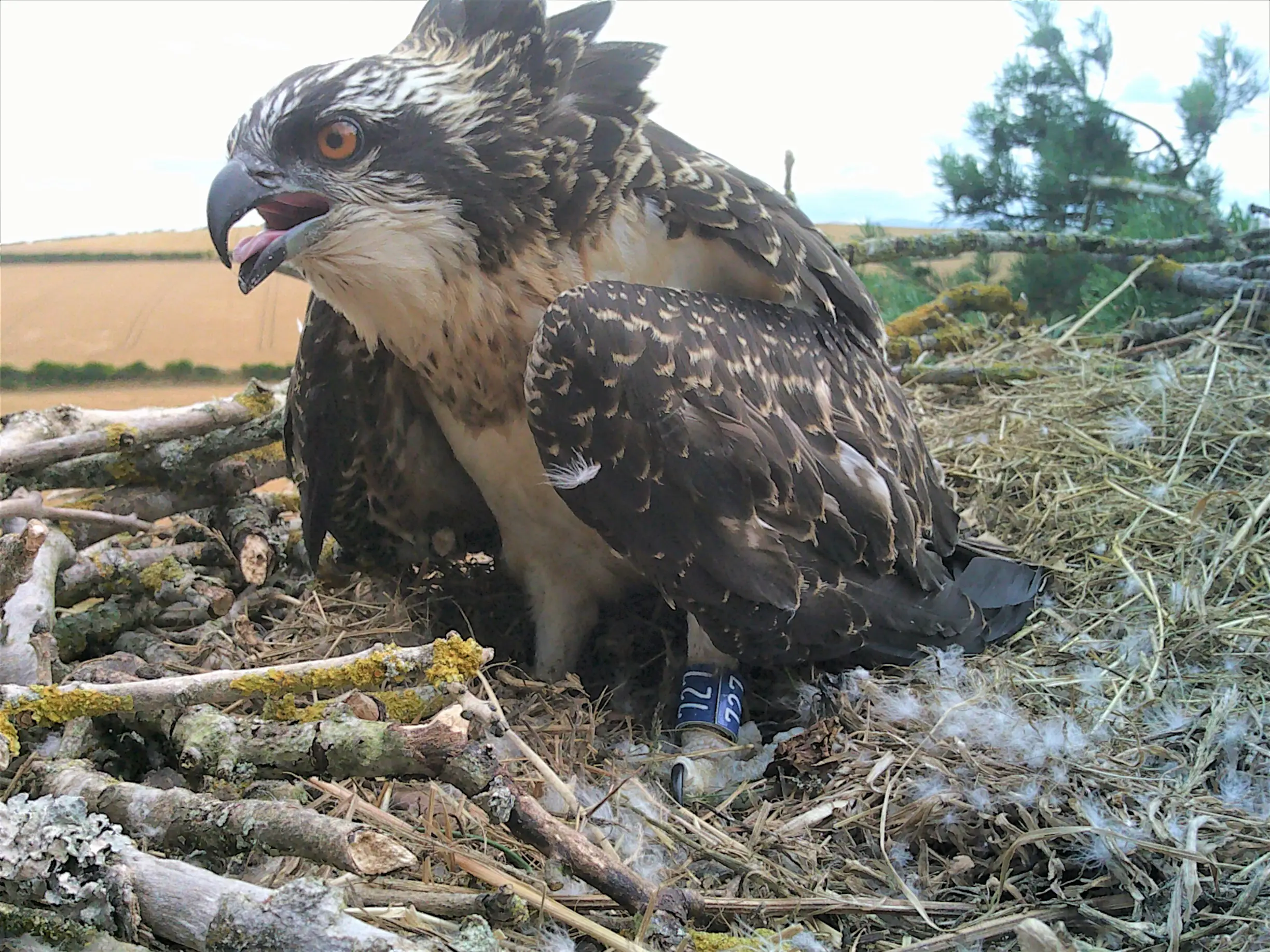 Juvenile osprey with leg tag