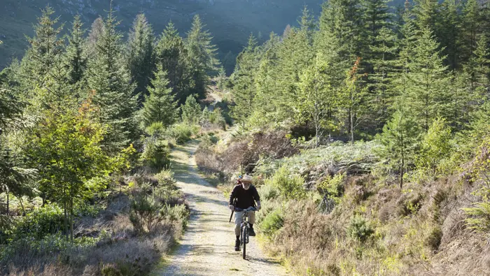 Mountain biker on a path with trees on either side.
