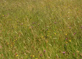 Wildflower meadow