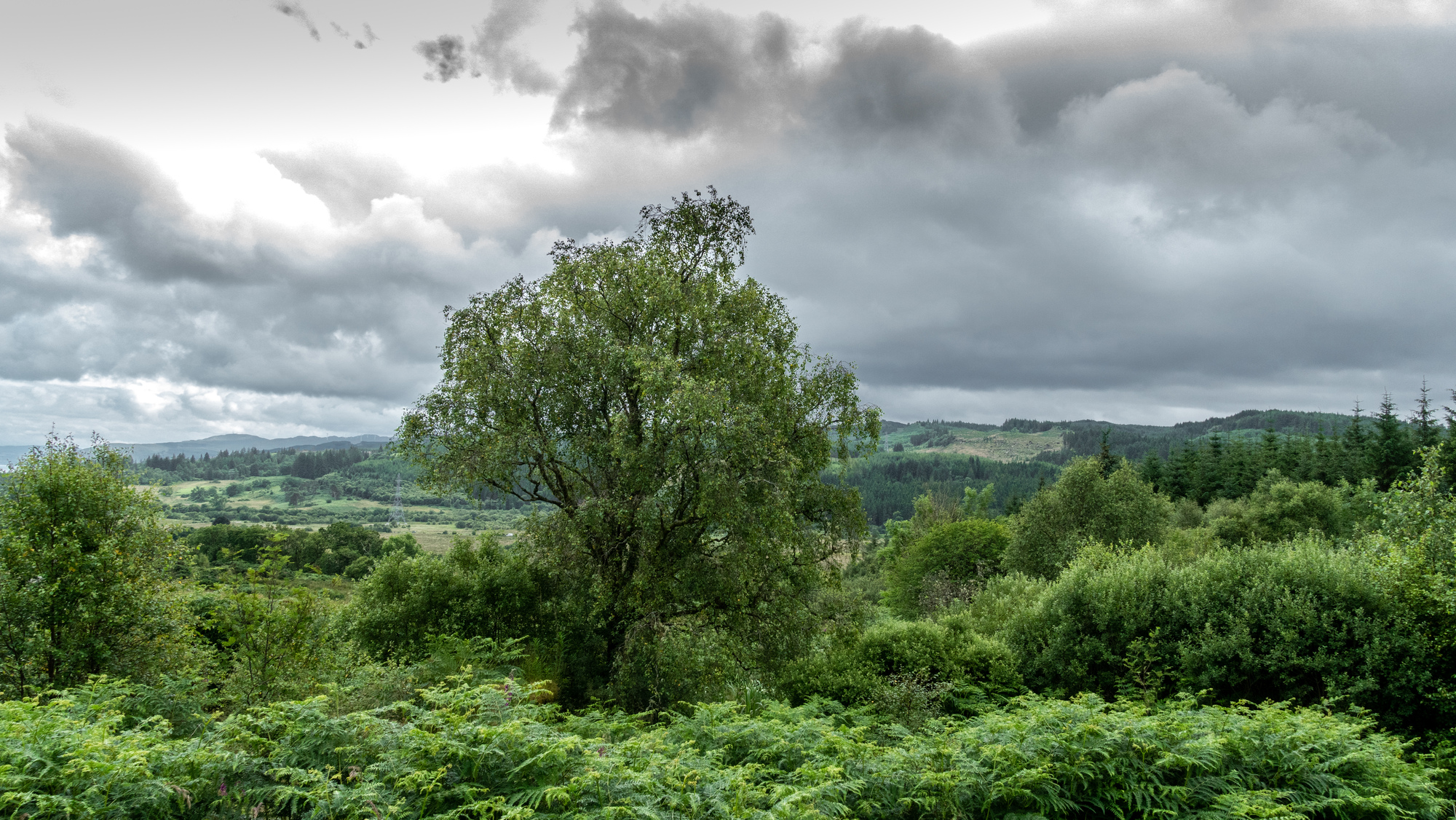 A large broadleaf tree growing on a hill overlooking a forest
