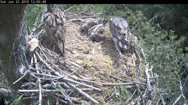 Osprey family feeding on a fish