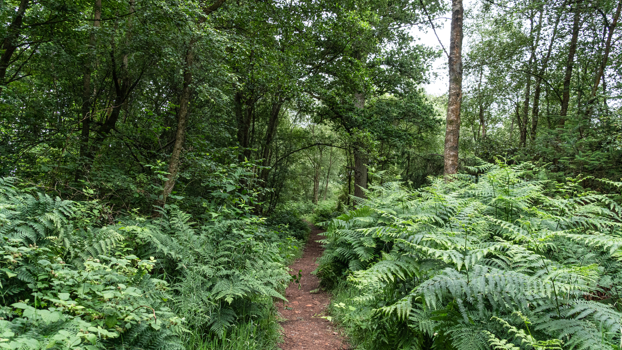 A gravel forest path through a mixed woodland with tall ferns overtaking the sides