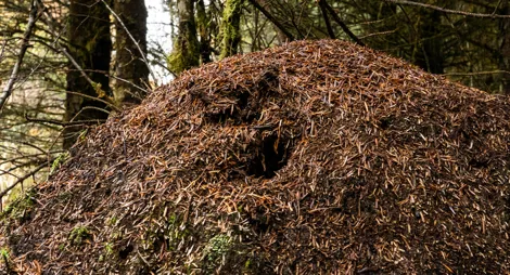 Close up of tree bark