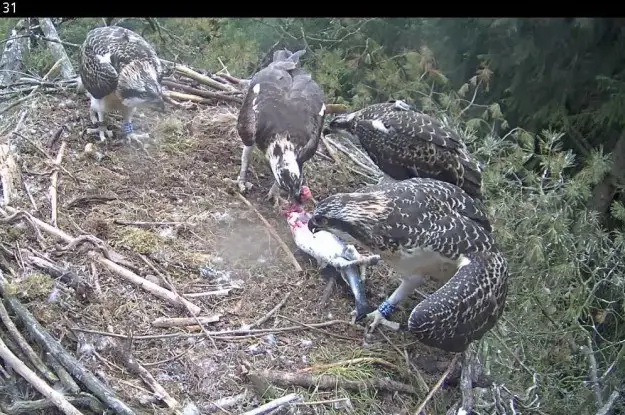 Two ospreys tear a fish apart