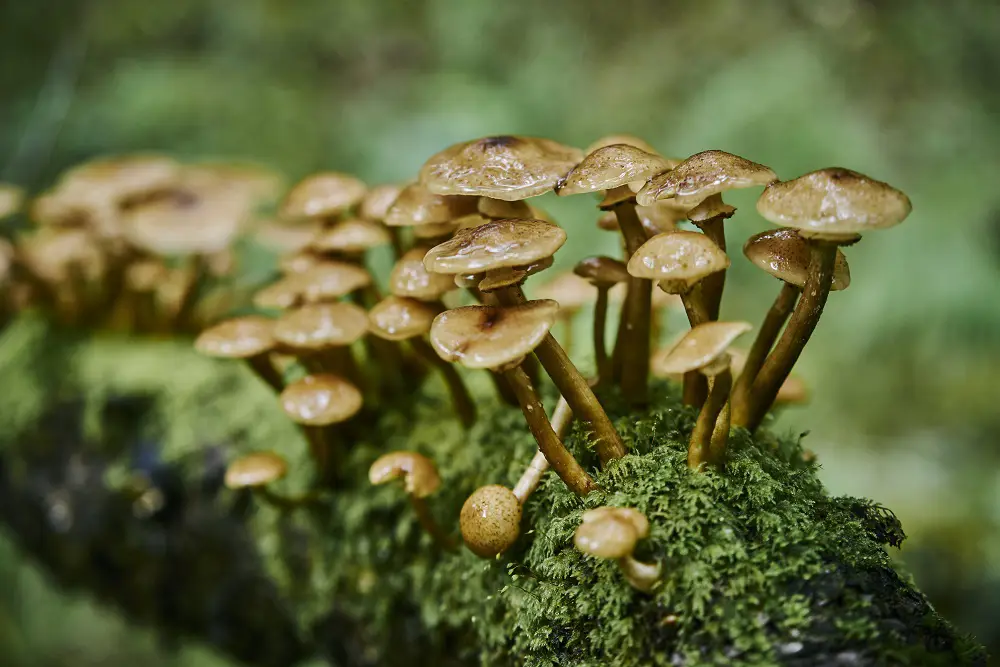 Fungus growing out of a mossy log at Glen Righ