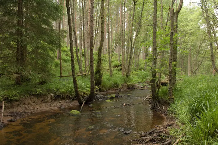 Birch alder riparian woodland in Aberdeenshire