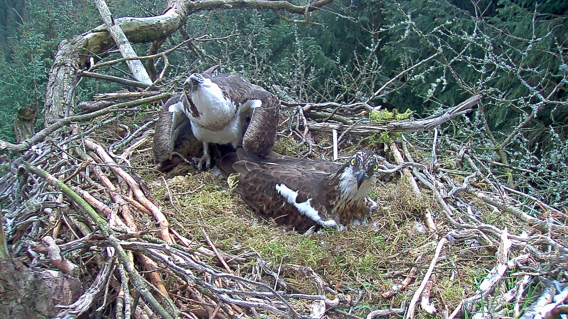 Alarmed osprey looking up from nest