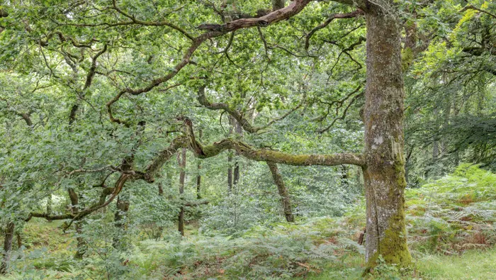 Oak tree in woodland.