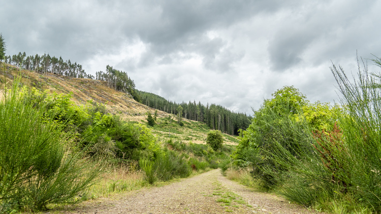 A gravel path through a forested area with natural grass and woodland behind