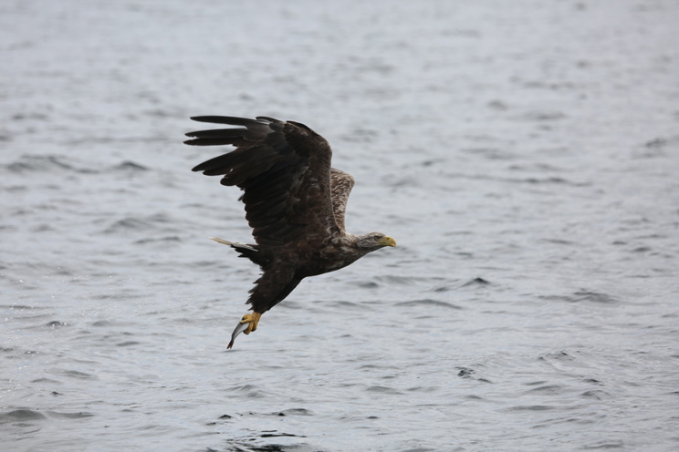 A white tailed eagle flying close to the water, carrying a fish in its talons.