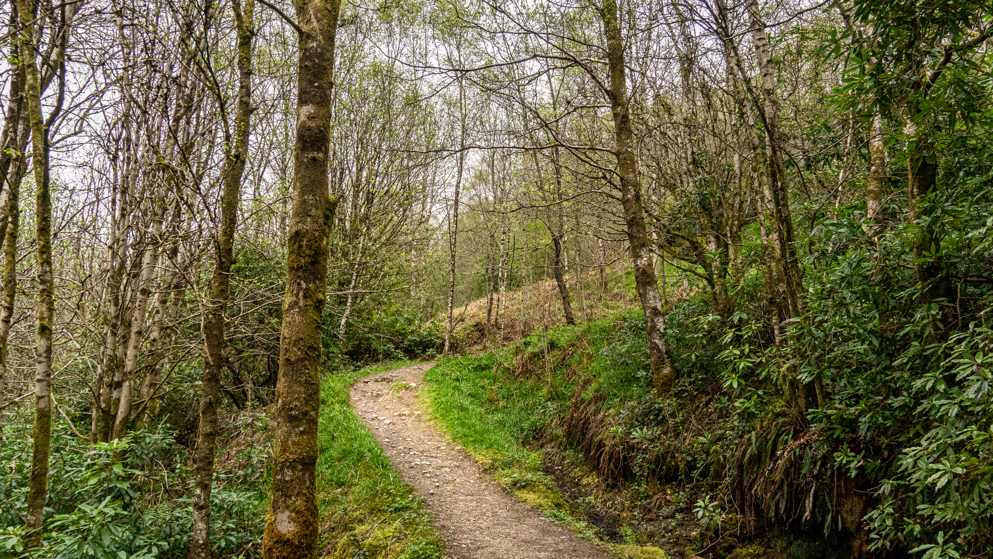 A path through the forest
