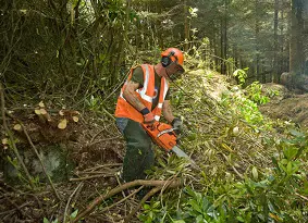 Man cutting a rhododendron bush with a chainsaw