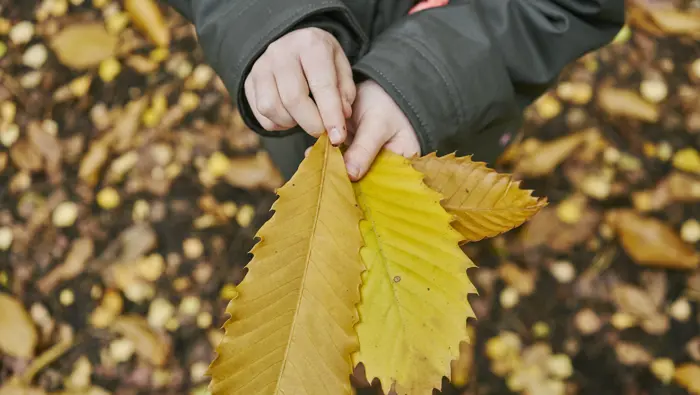 Child holding autumn leaves.