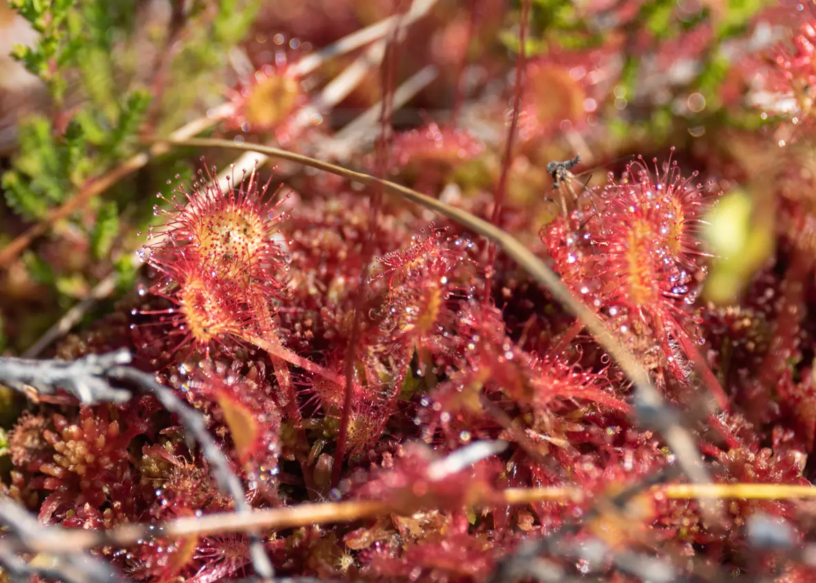 A red sundew on the peatland floor