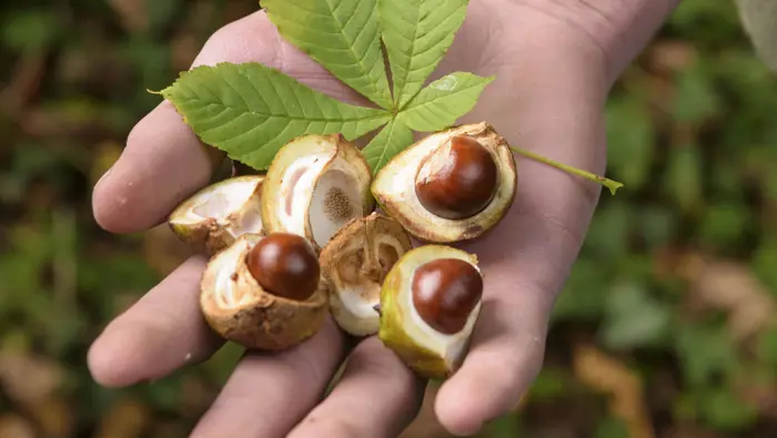 Conkers from a horse chestnut tree.