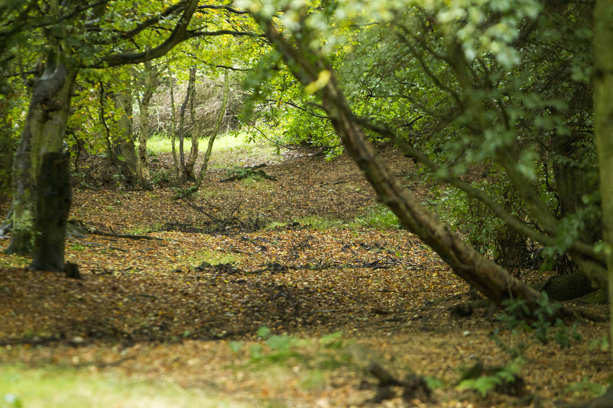  A leaf littered forest road through a mixed woodland with branched on the forest floor