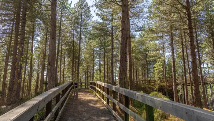 A wooden walk way through a forest