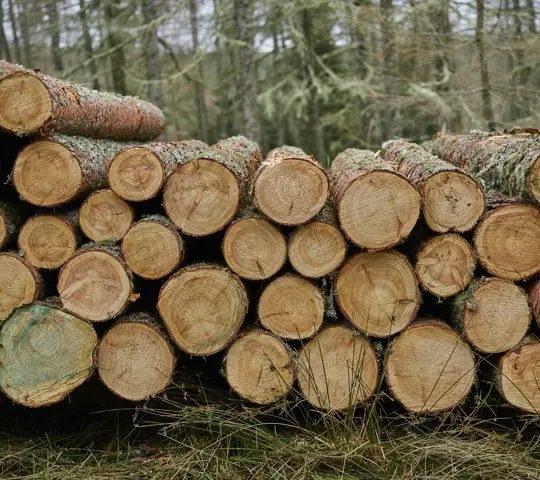 Cross section of felled logs in a pile
